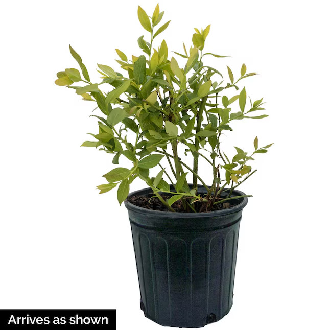 1 Gallons Honeyberry Plant 1.0 -Pack
