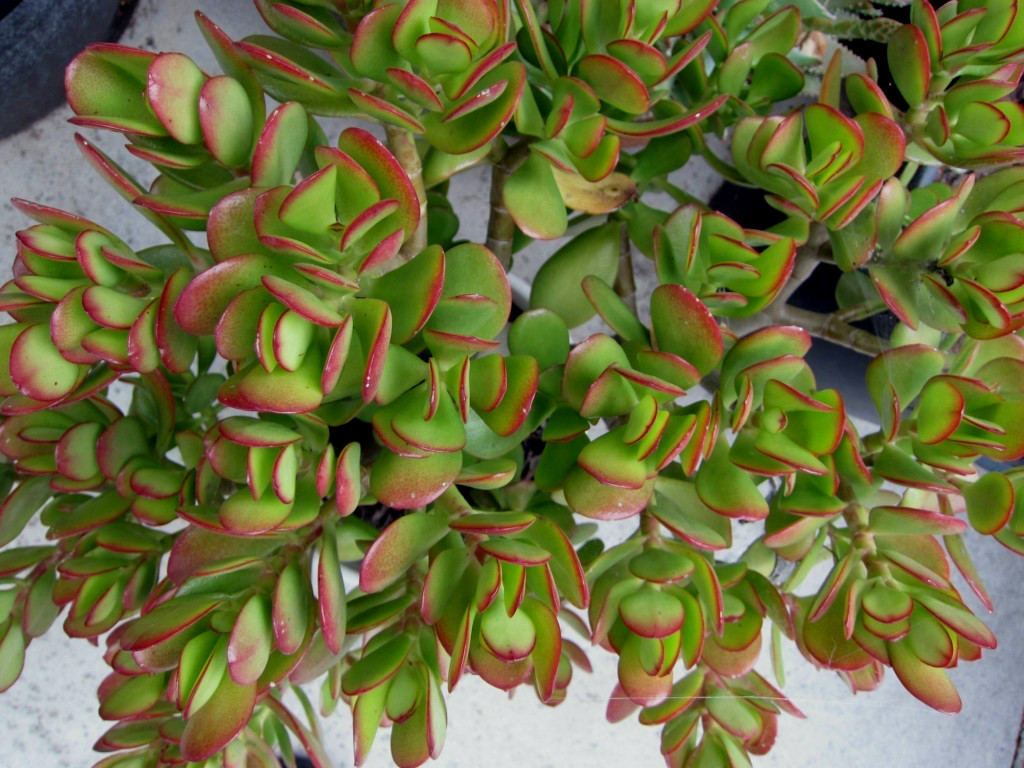 Green and Red Color Jade Succulent Crassula Ovata Plants 2 Cuttings