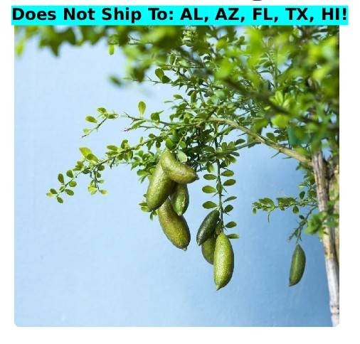Australian Finger Lime Semi-Dwarf Tree 24″H Indoor Tropical Self-fertile Plant