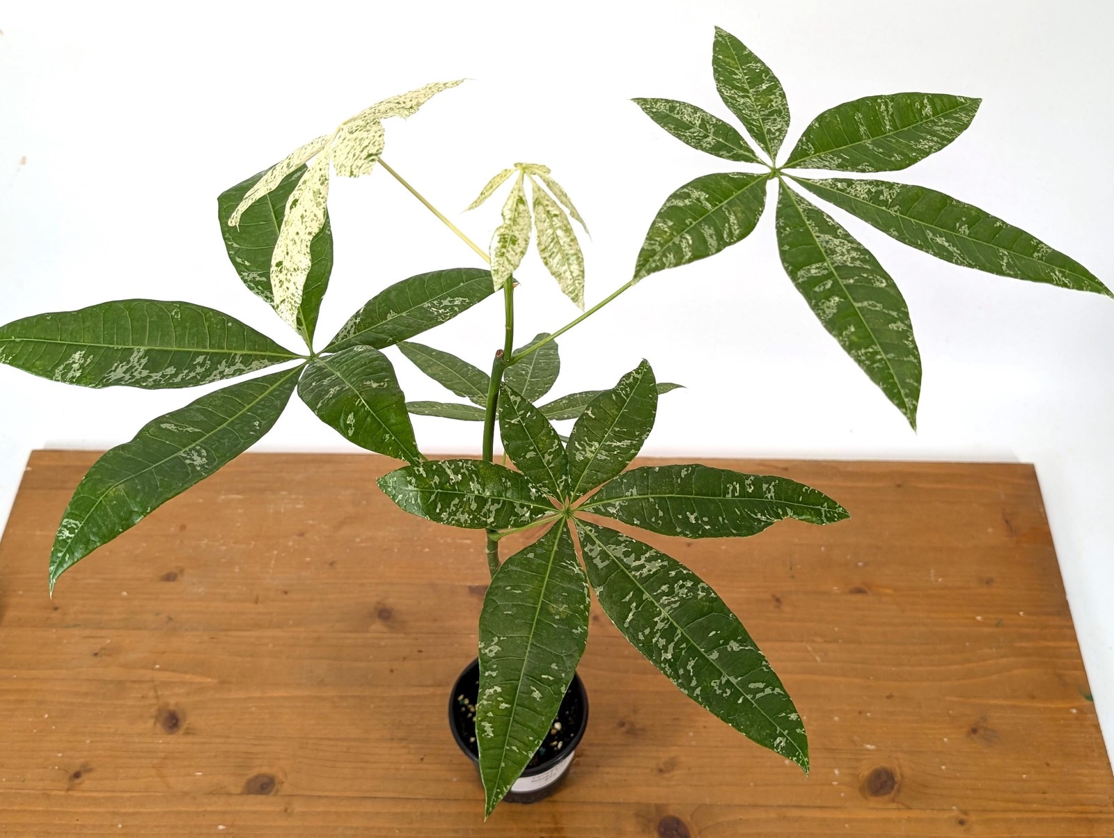 Albo Milky Way Variegated Money Tree (Pachira) 4” pot