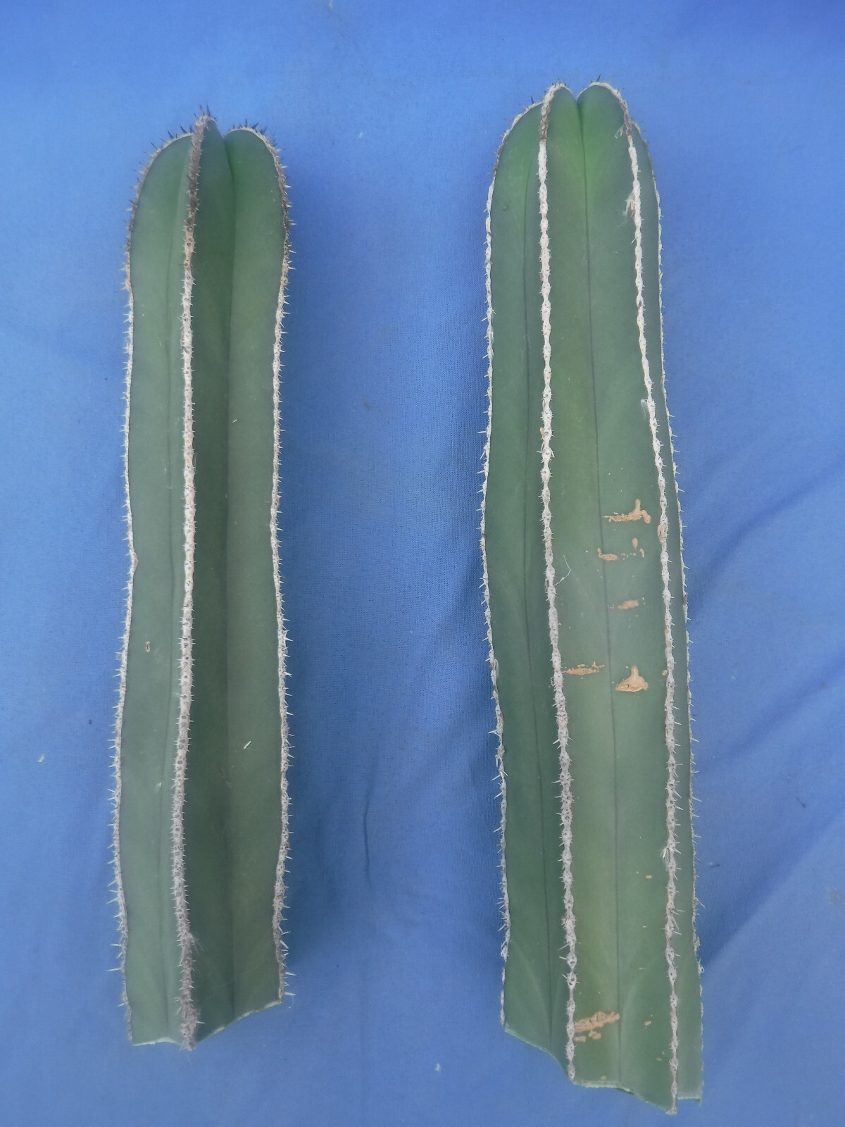 Mexican Fence Post Cactus Pachycereus marginatus TWO CUTTINGS 10″-12″ Tall