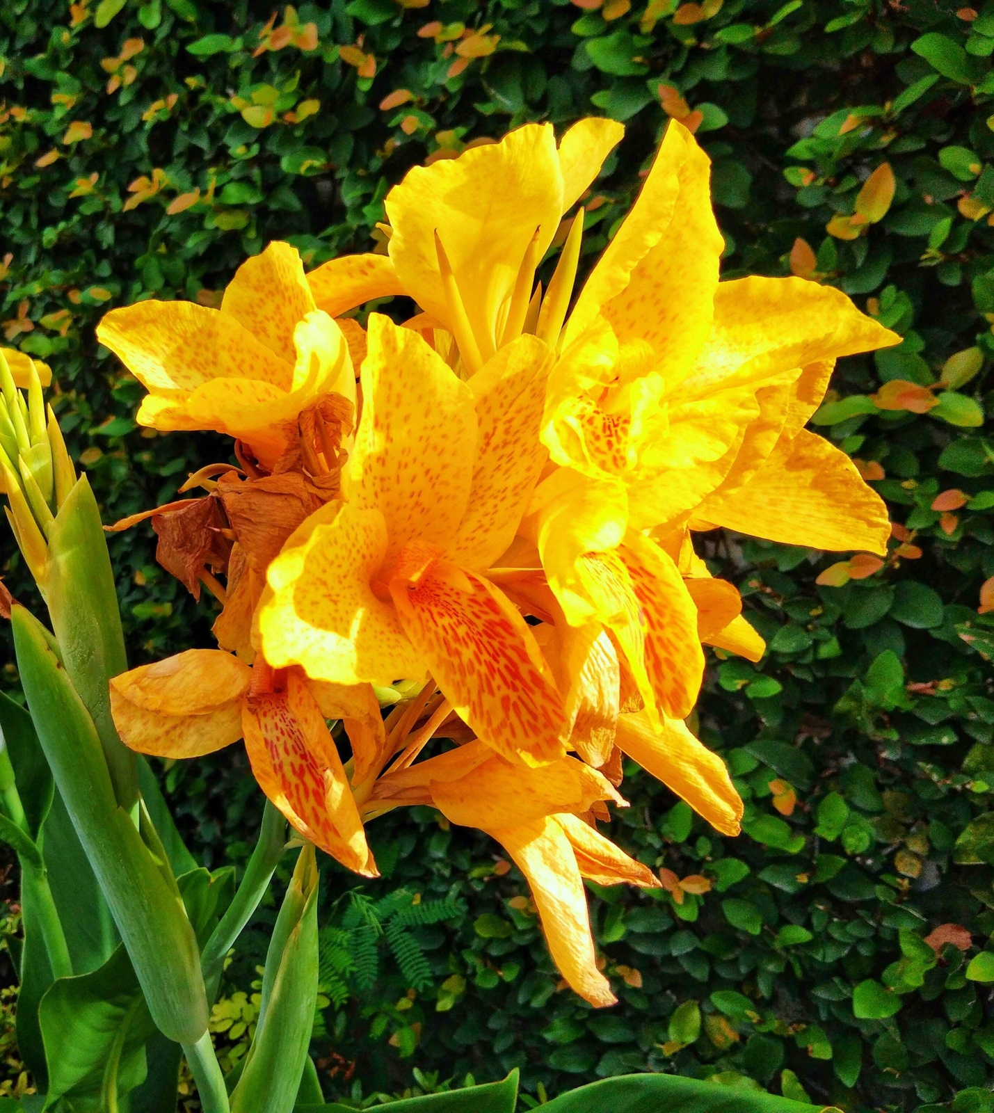 5 YELLOW CANNA LILY Indian Shot Canna Indica Flower Seeds *Flat S/H