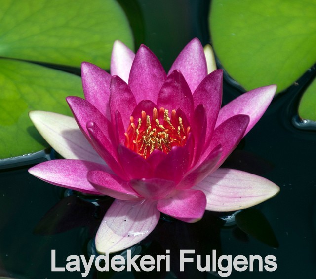 SUNFIRE water lily – hardy pond plant – FOR CHARITY – Nice tuber!