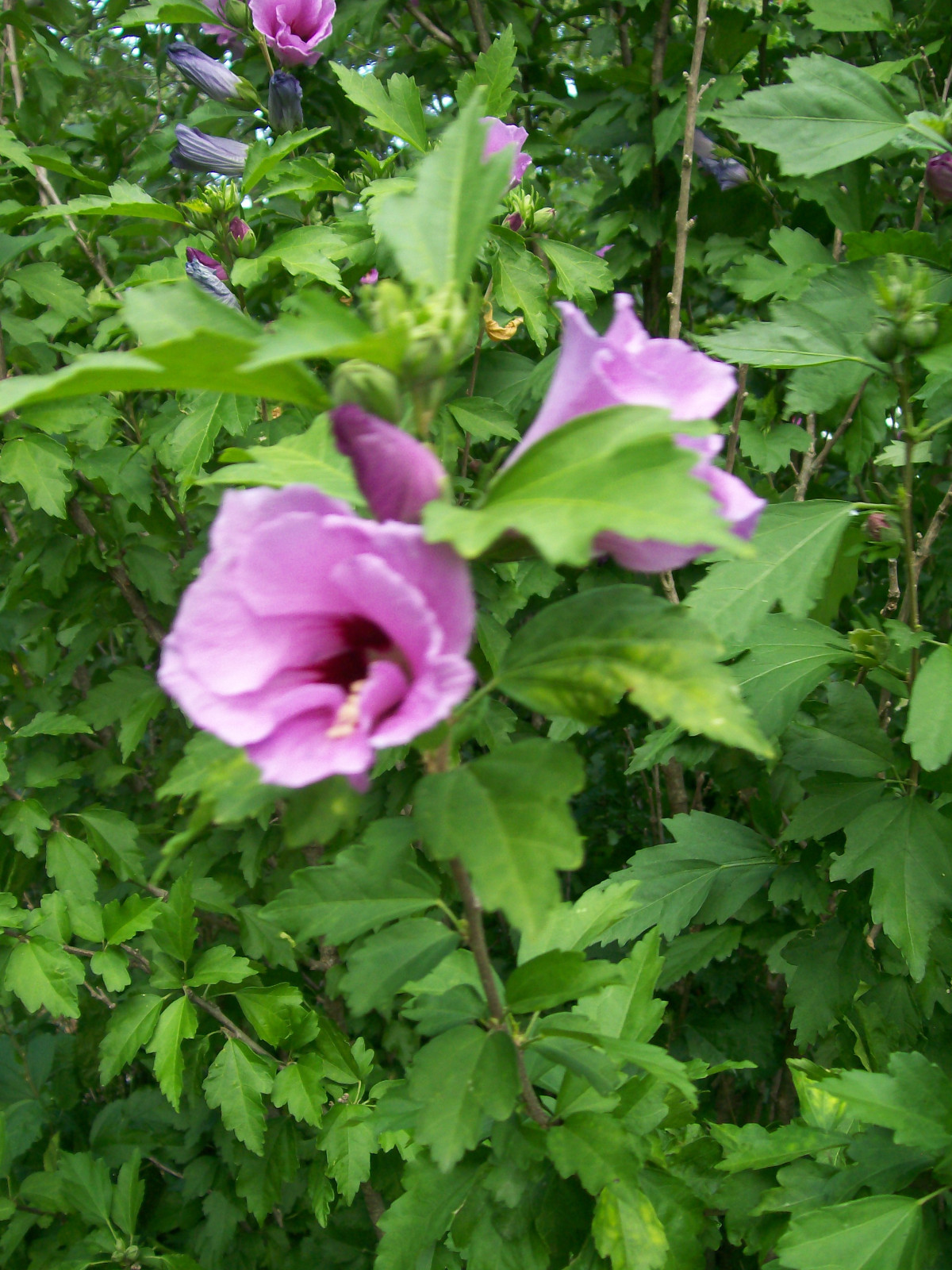 ROSE OF SHARON PLANTS 12 TO 24 INCHES 2 TO 3 YEAR OLDS WHITE OR PURPLE