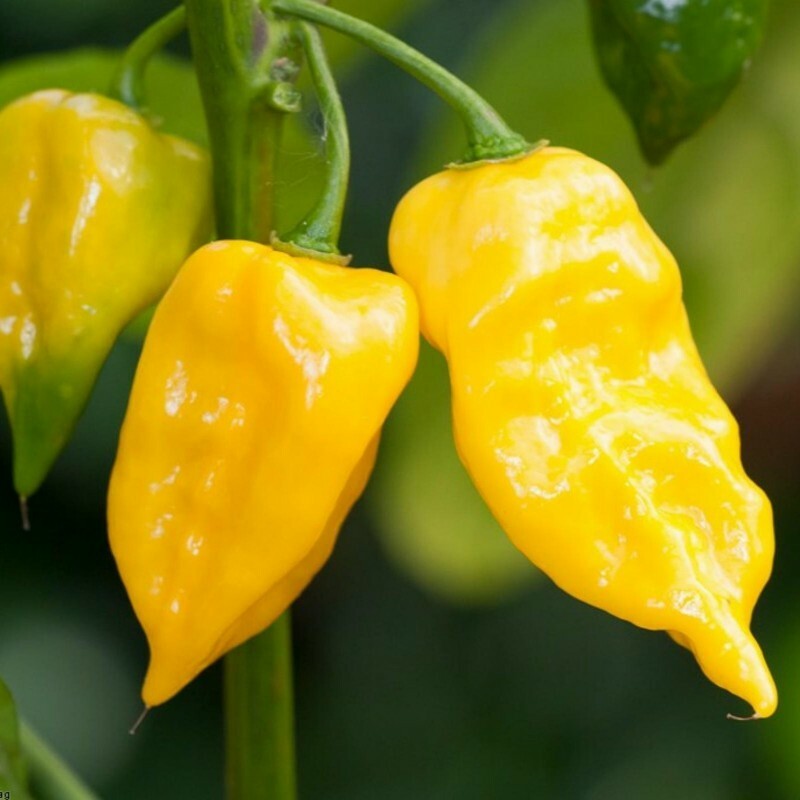 YELLOW LEMON HABANERO PEPPER seeds NON-GMO super hot EXOTIC OUCH LOOK OUT!