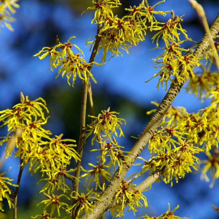 2 Live Witchhazel Plant, Hamamelis virginiana, 8” Tall, 4” Pot, Deciduous Shrub
