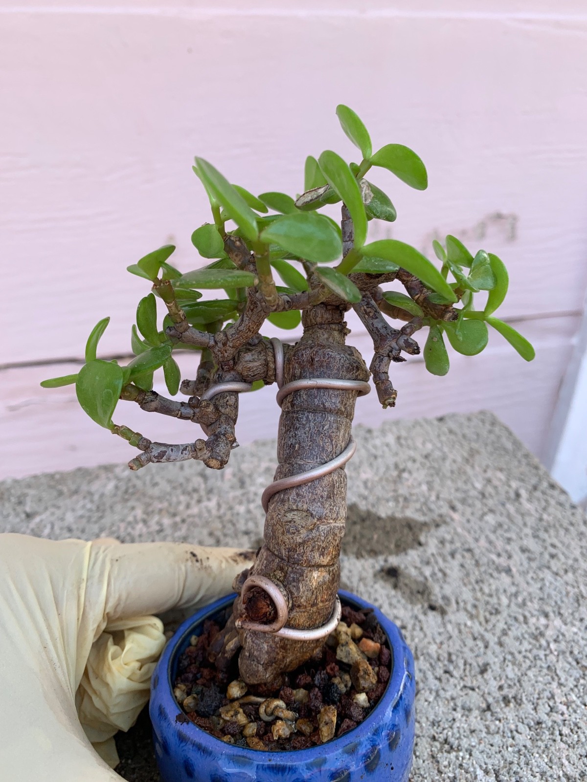The little Portulacaria Afra Bonsai Tree in slanting #2