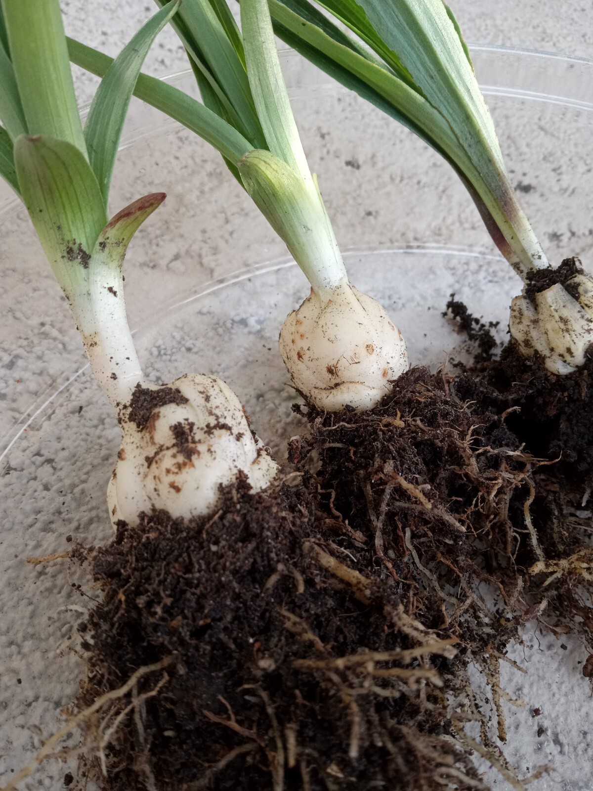 1 Organic Tiger Lily 有机百合 Lilium Lancifolium Edible Perennial Live Rooted Plant