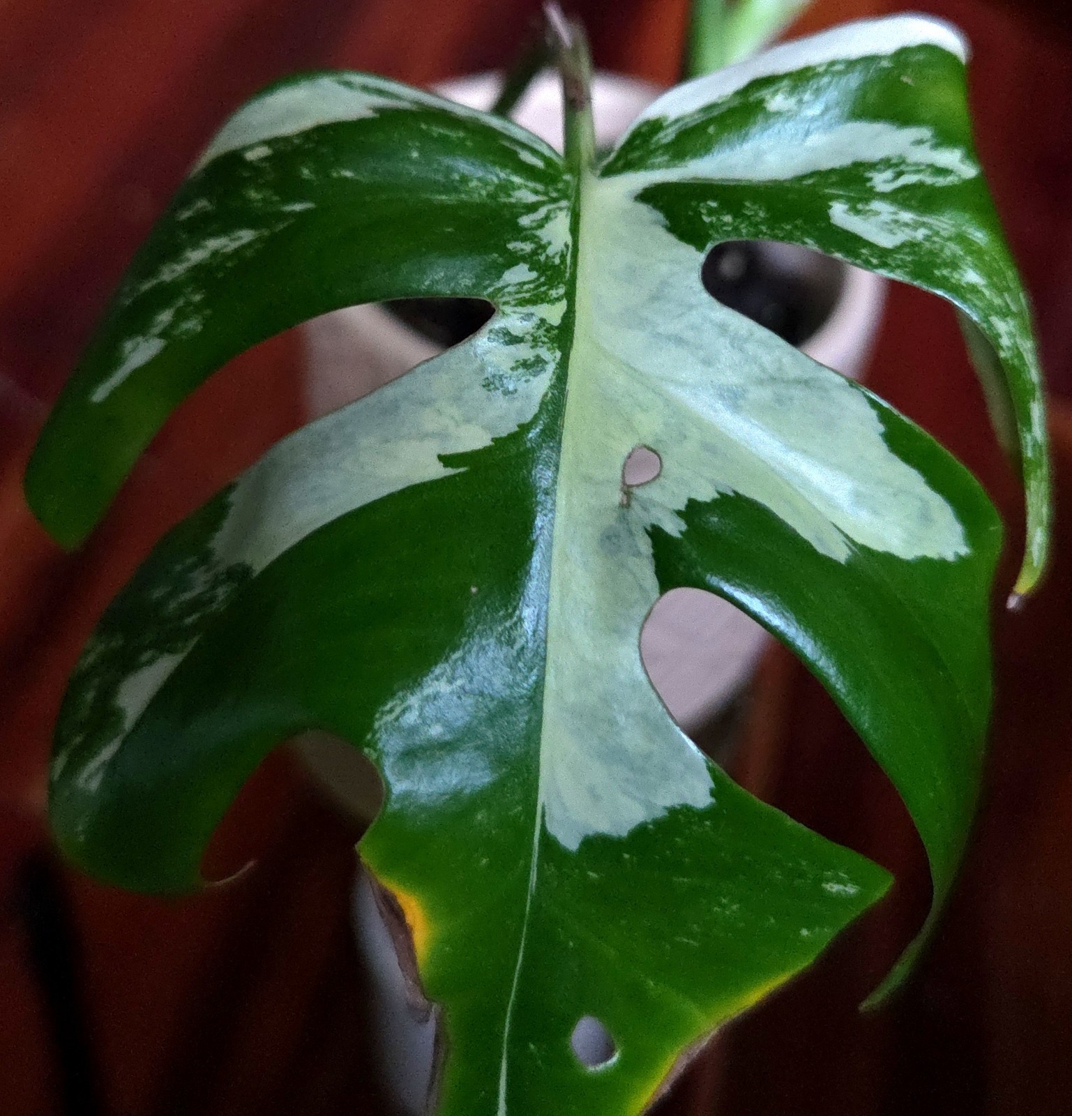 Rare Rhaphidophora Tetrasperma Albo 11″Tall Monstera No Philodendron Anthurium