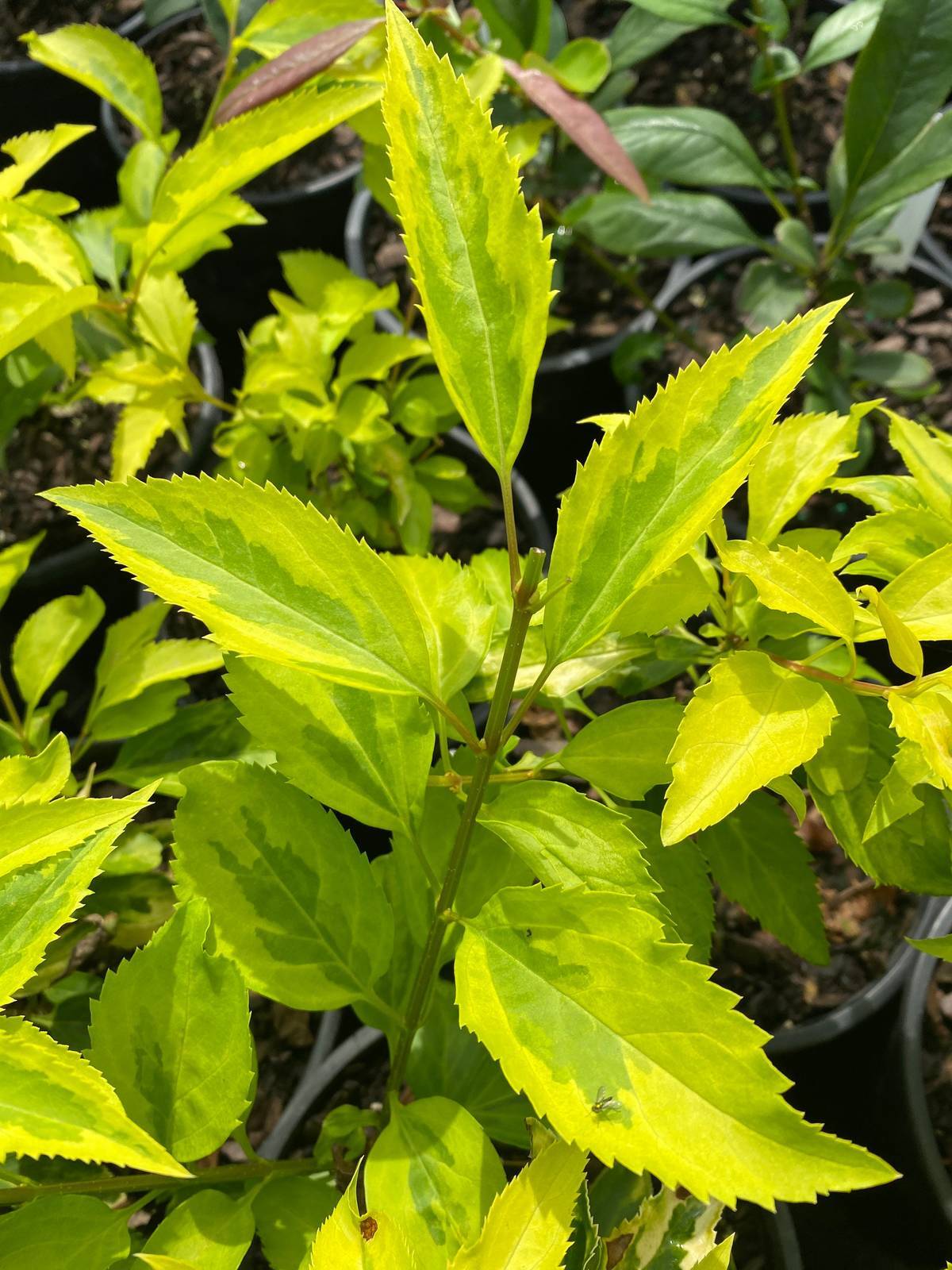Forsythia ‘Golden Times’ – Rare Variegated Forsythia – Live Plant – 1 Gallon Po