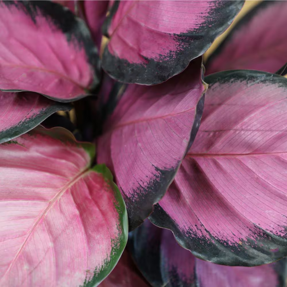 6 In. Calathea Roseopicta Rose Painted Calathea Live Purple House Plant Pot