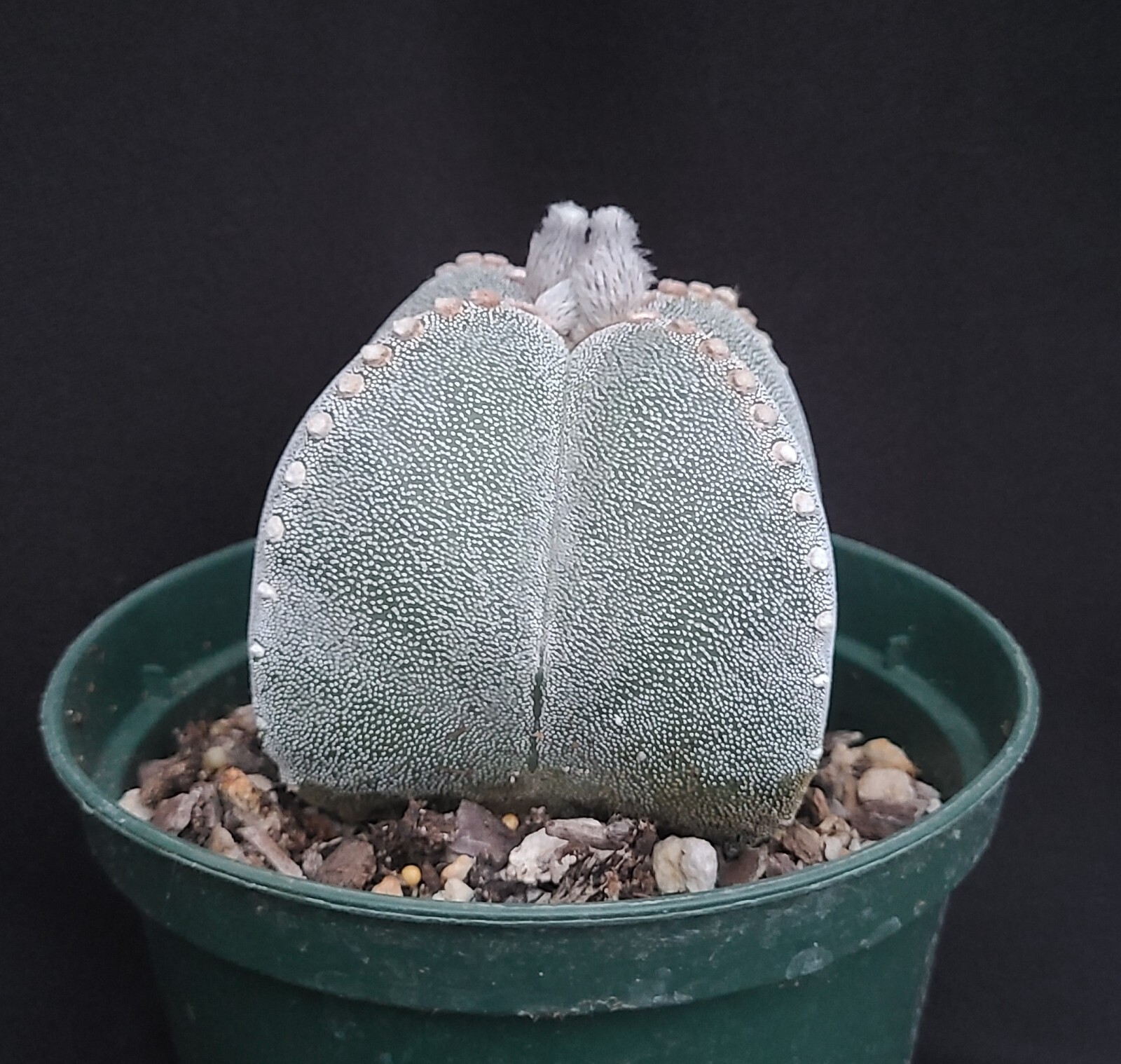 Astrophytum myriostigma quadricostata #1 * Mexico Native * Large*