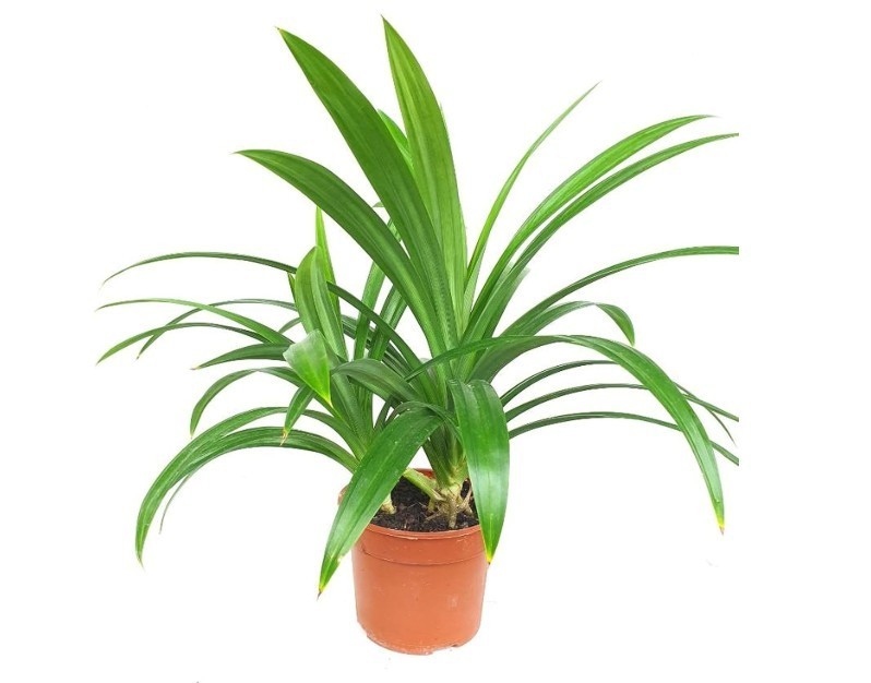 Pandan Grass Live Plant 4″ Pot Pandanus amaryllifolius Vanilla Leaf Cooking Herb