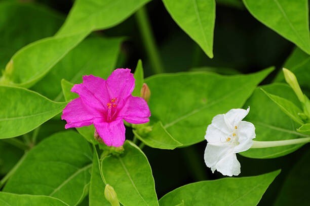 50 Multi Color 4 O’Clock Seeds, Non-GMO, Pollinator, FREE SHIPPING