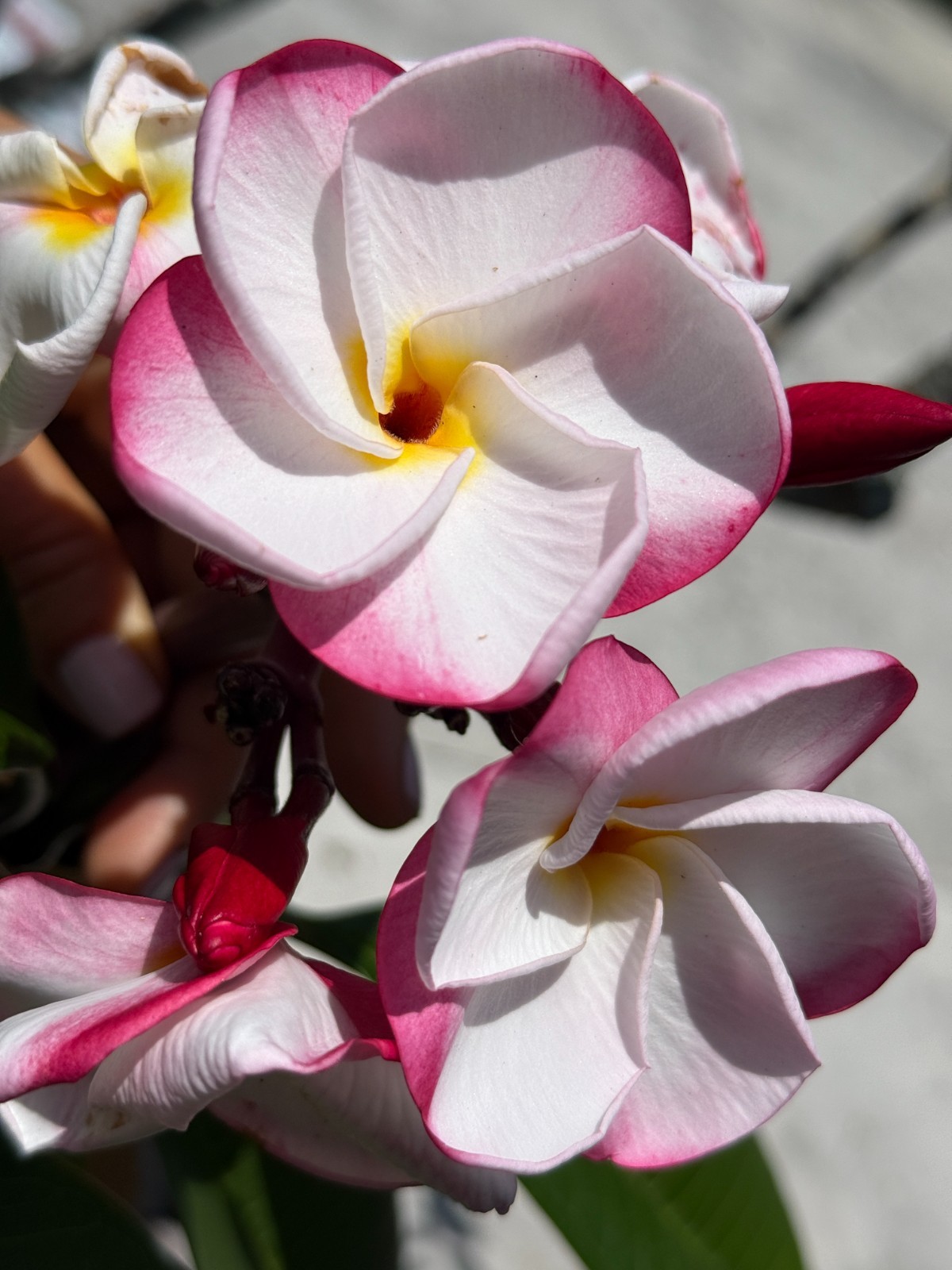 RARE Plumeria JL PINK PANSY Fresh Cutting 1-2-3 Tips Thai import – US Seller