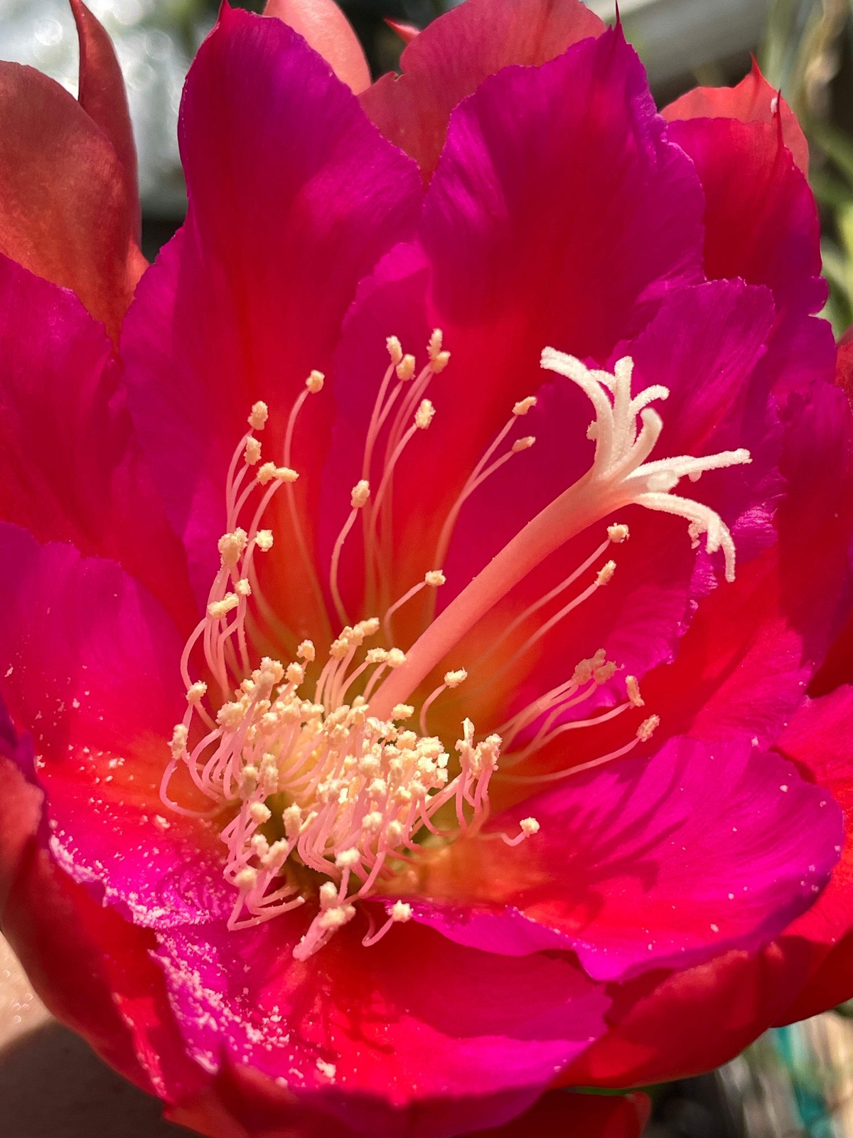 Epiphyllum Hybrid ‘Appeal’ Fully-Rooted Starter Pot –