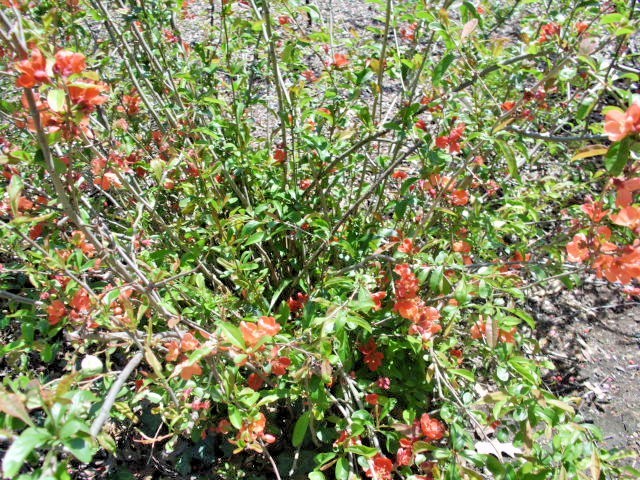 15 CORALINE QUINCE SEEDS – chaenomeles x superba cv corallina