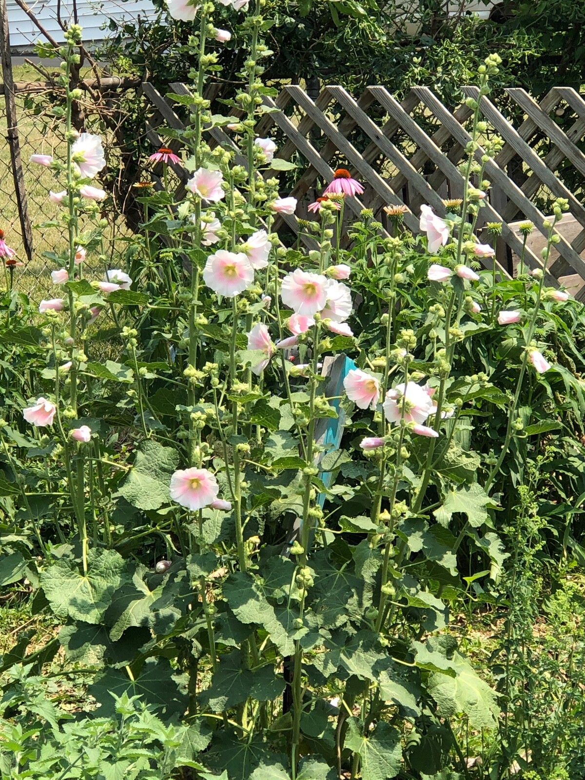 FRESH SEEDS Heirloom Old Fashion HOLLYHOCK Single Color Mix*Organic*Pollinators!