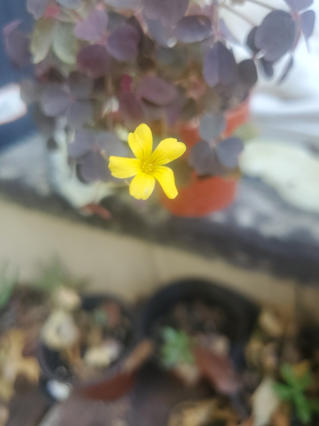 Oxalis Vulxanicola “Lucky” Red Pink Green PURPLE Tricolor In 3″ Pot Live Mini