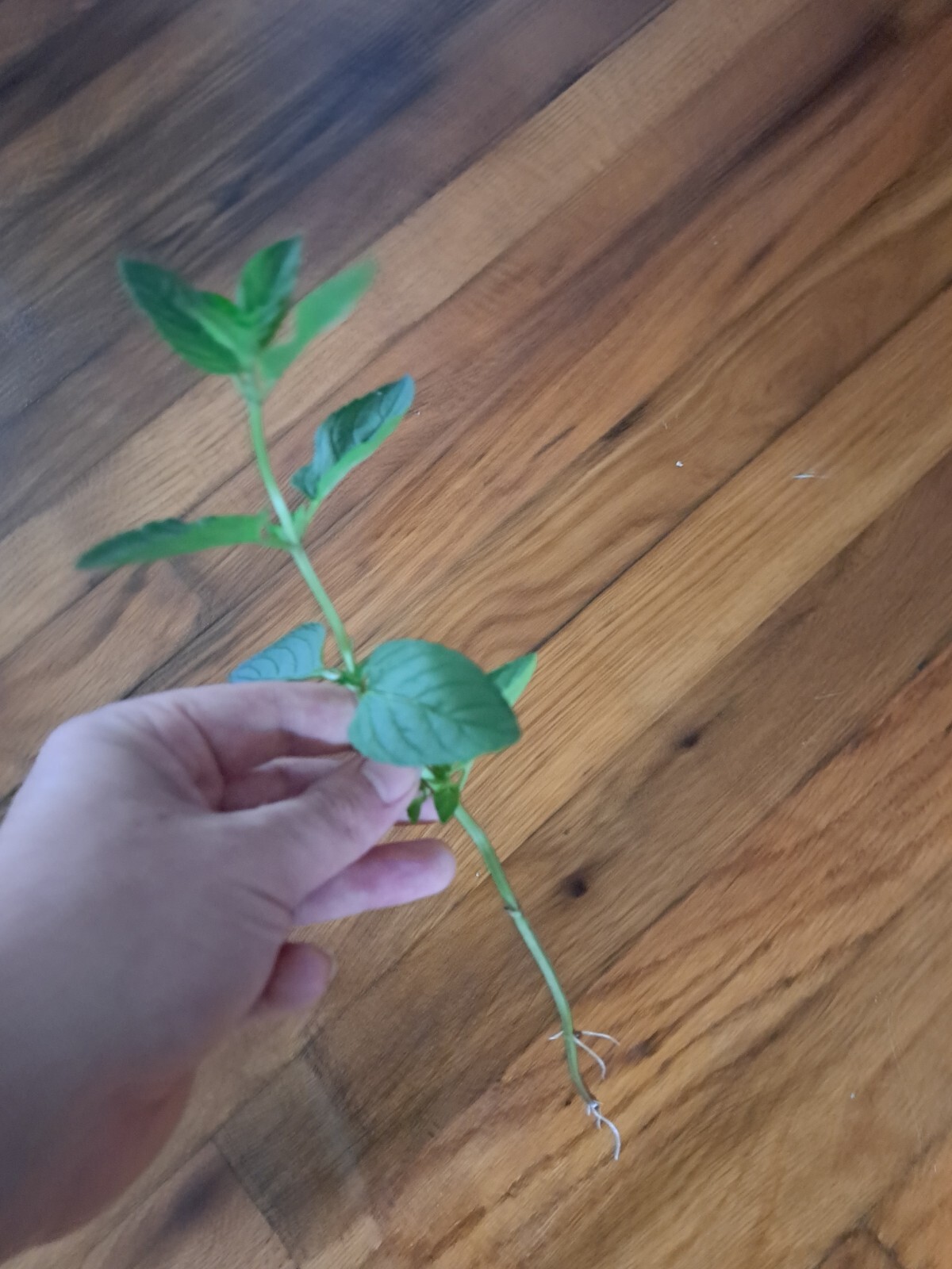 Live Chocolate Mint – Mint Starter Plant– Pack Of 5.