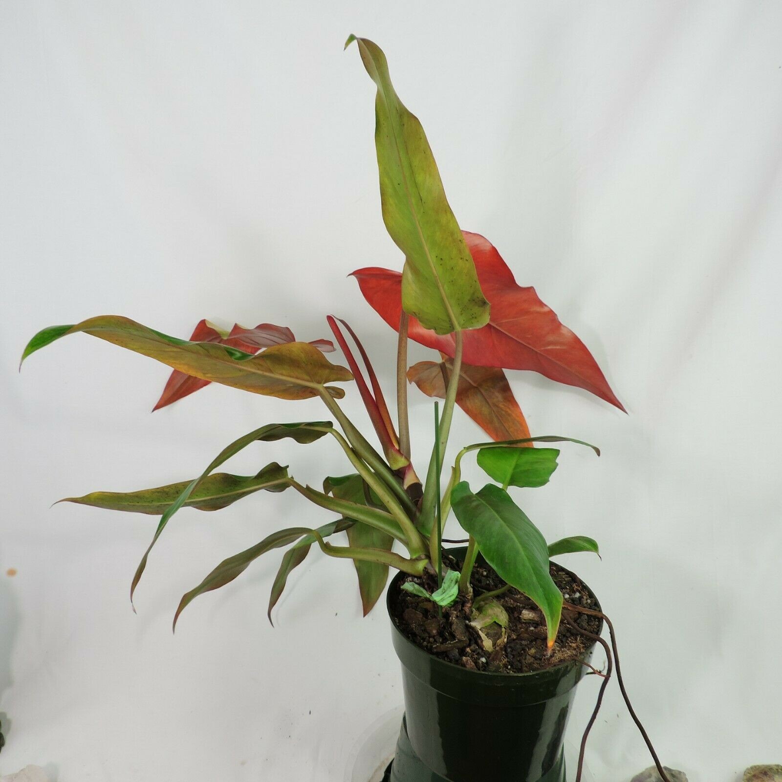 Philodendron Orange Marmalade, Autumn Queen 6″ pot, Fedex 2day