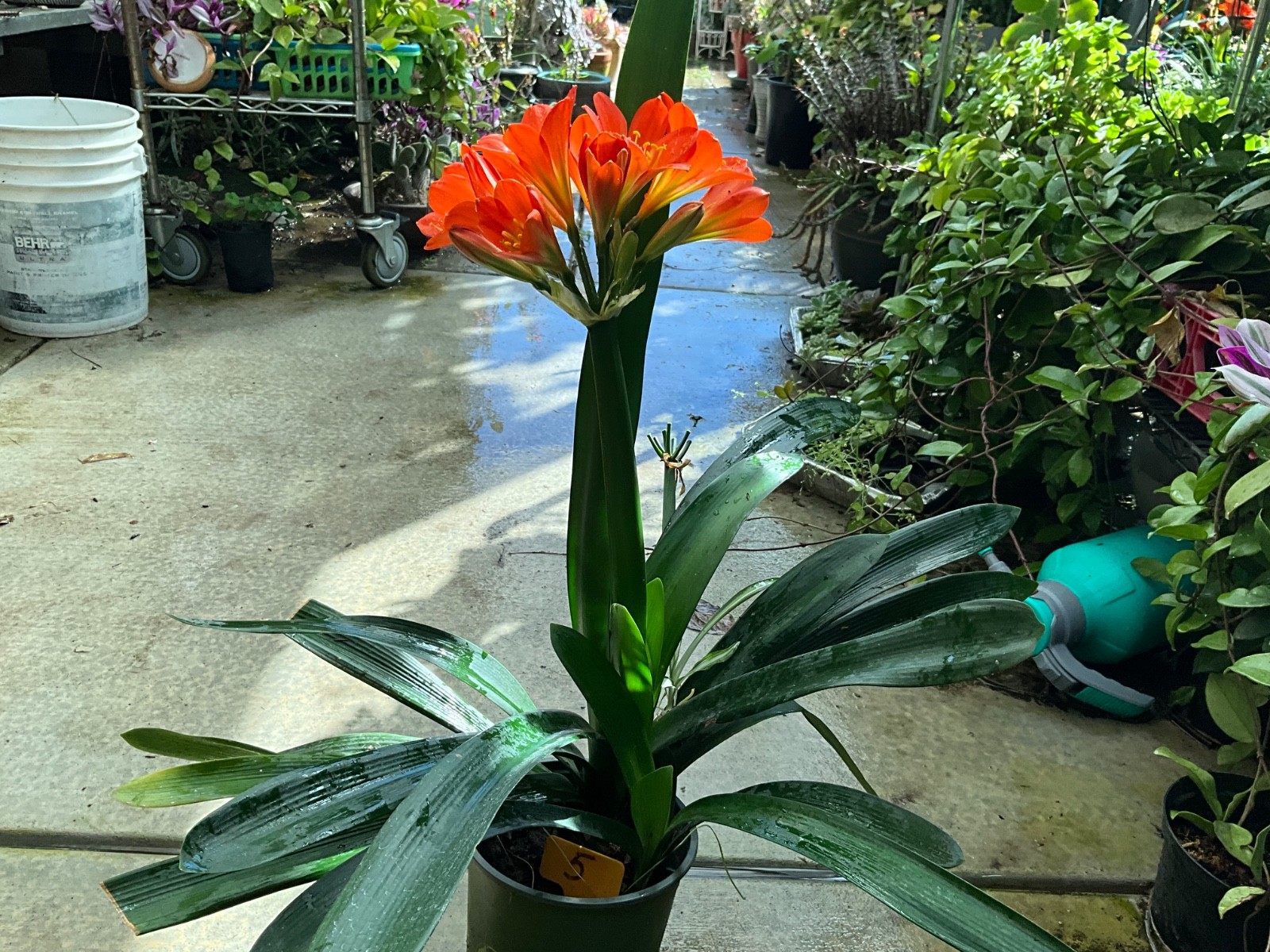 Clivia Miniata, Bush Lily, Orange Flowers,