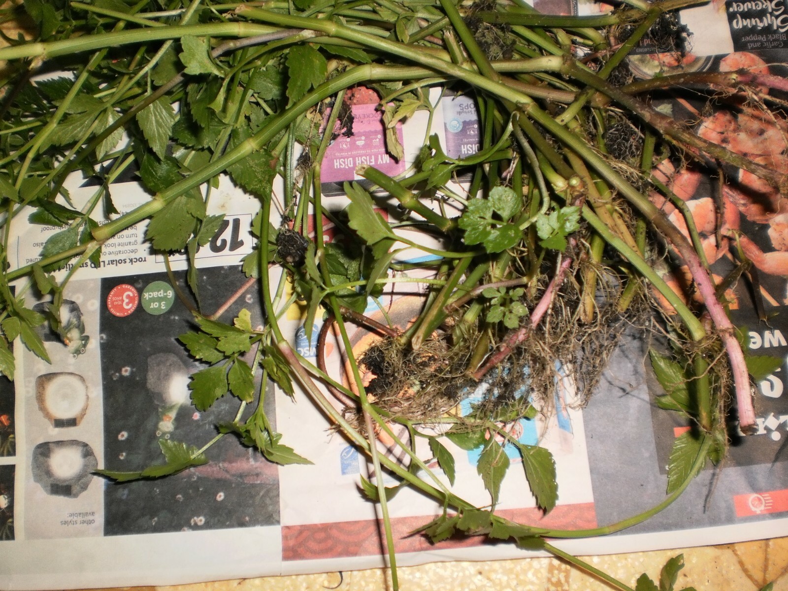 Korean watercress/ minari plants 12 Bare roots+ 12 FREE FOR GOOD MEASURE