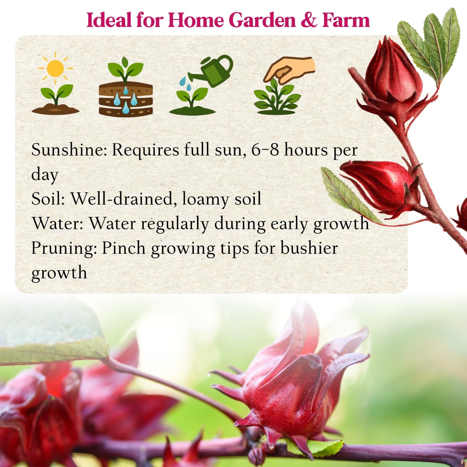 300+ Roselle Seeds for Planting – Hibiscus Sabdariffa for Tea, Jam & Garden
