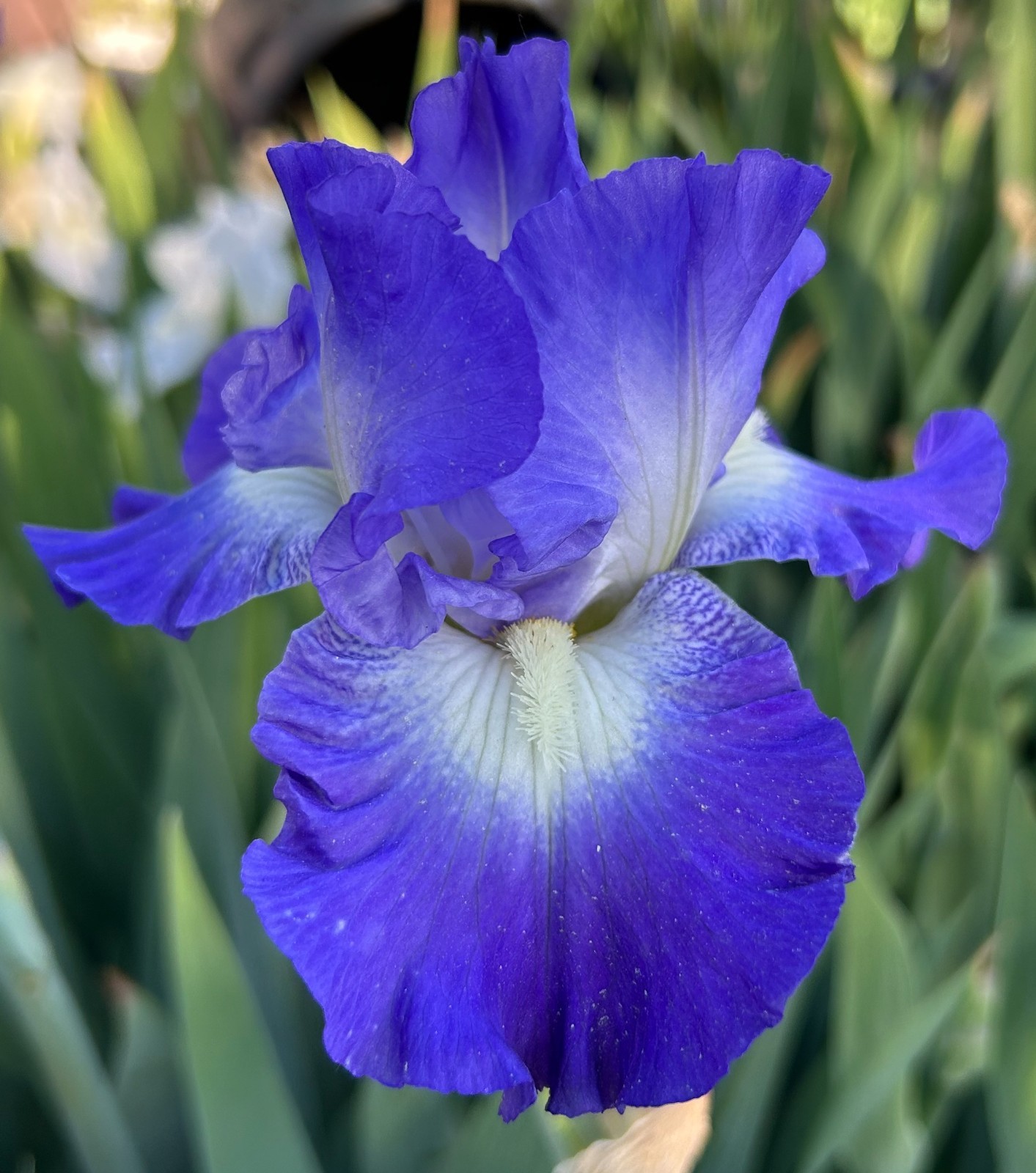 ‘Speeding Again’ iris rhizome + gift, combined shipping $1 each additional