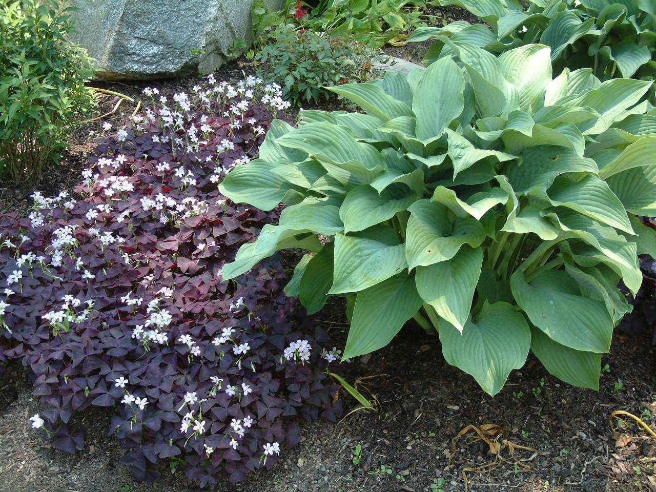 7 Blooming size Bulbs of Purple OXALIS / Wood Sorrel / Shamrock GOOD LUCK Plant
