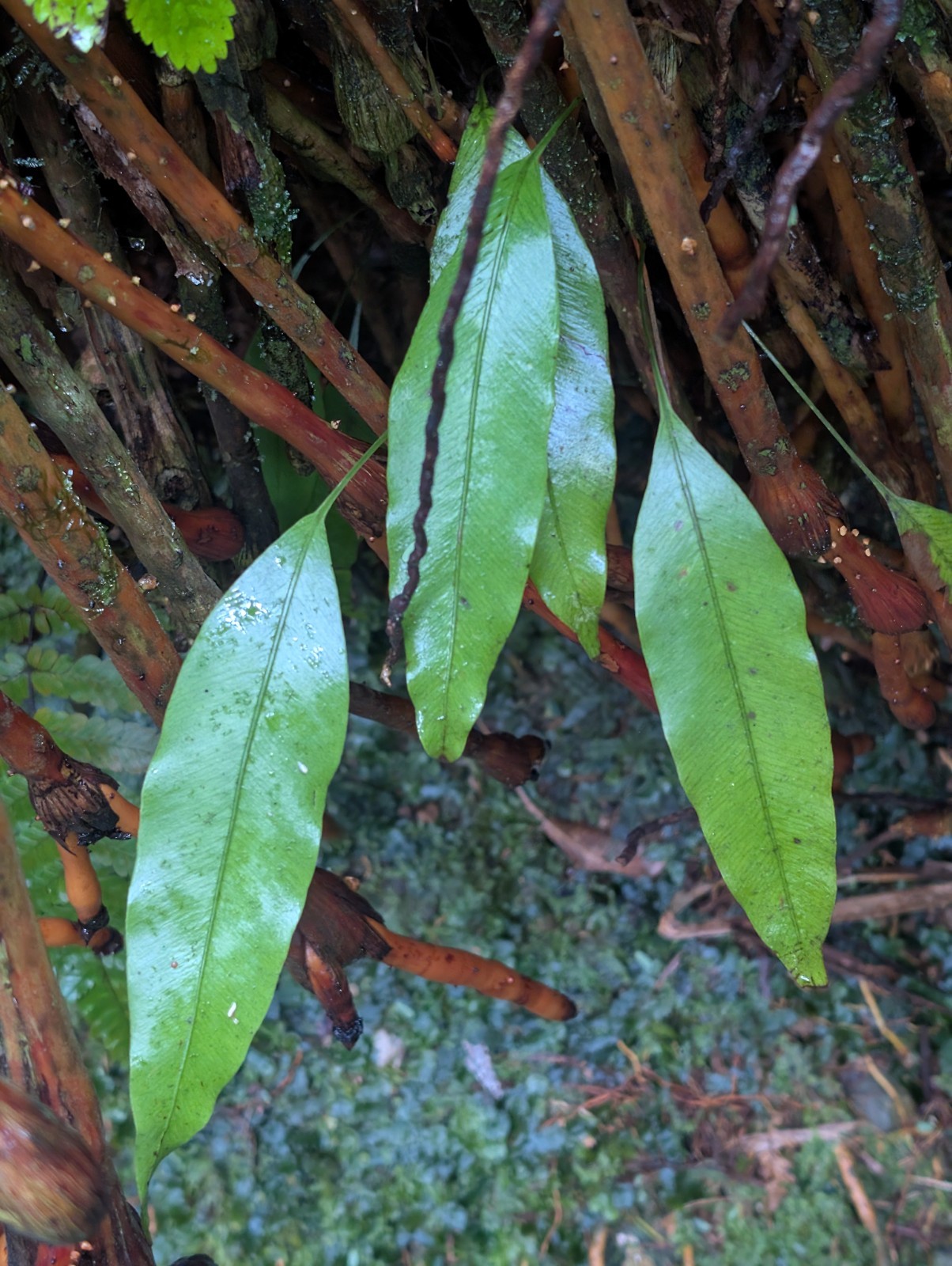 x2 LIVE Bare : Elaphoglossum Ferns 9 inch tall each, exotic rare ferns SHADE