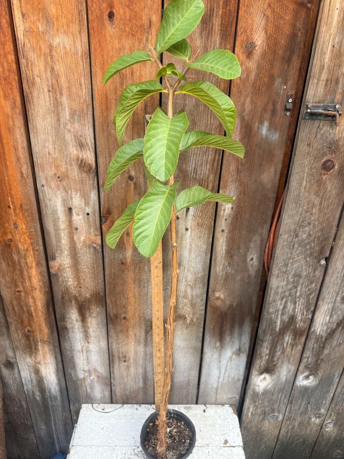 1 Snow White Tropical Guava Fruit Tree Psidium Guajava Starter Tree App. 40″