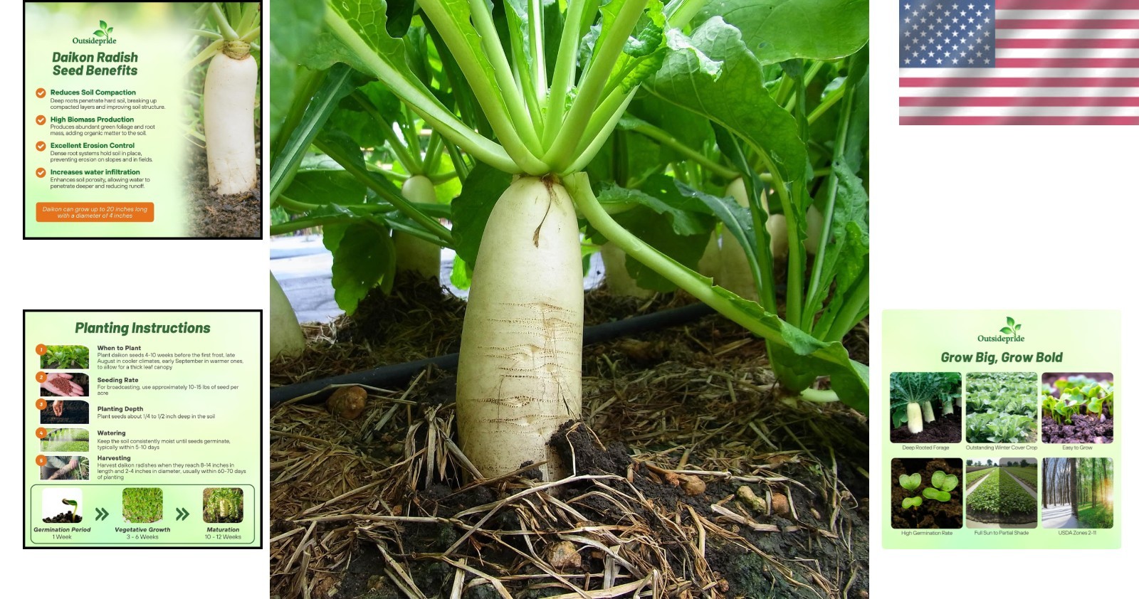 Daikon Radish Seeds – 10 lbs – Soil Health & Erosion Control