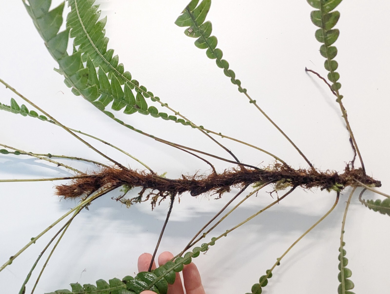 Mature 2 ft EX Rare Bare Rhizome: CLIMBING Blechnum Attenuatum Rare Unique fern