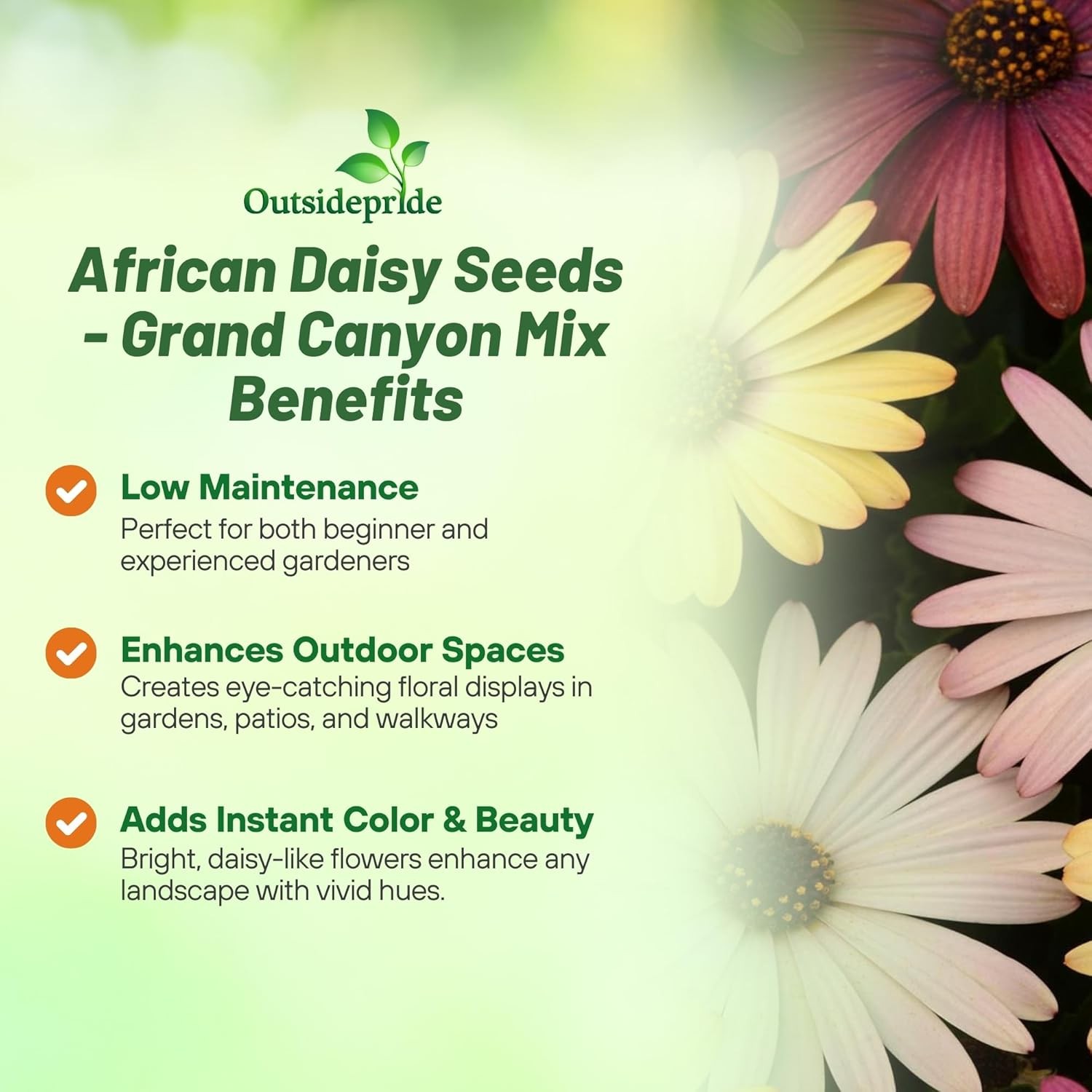 20 Seeds Drought Tolerant Osteospermum African Daisy Grand Canyon Garden
