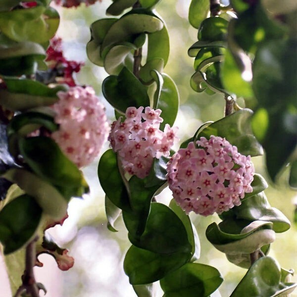 Hoya Hindu Rope live plant – Hoya Carnosa Compacta Green – Hindu Rope 4in pot