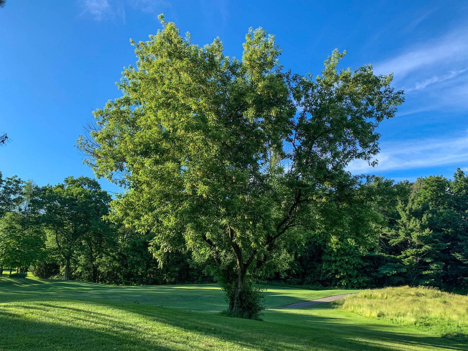 3 Boxelder Maple Tree Acer negundo Bare Root 12-24″