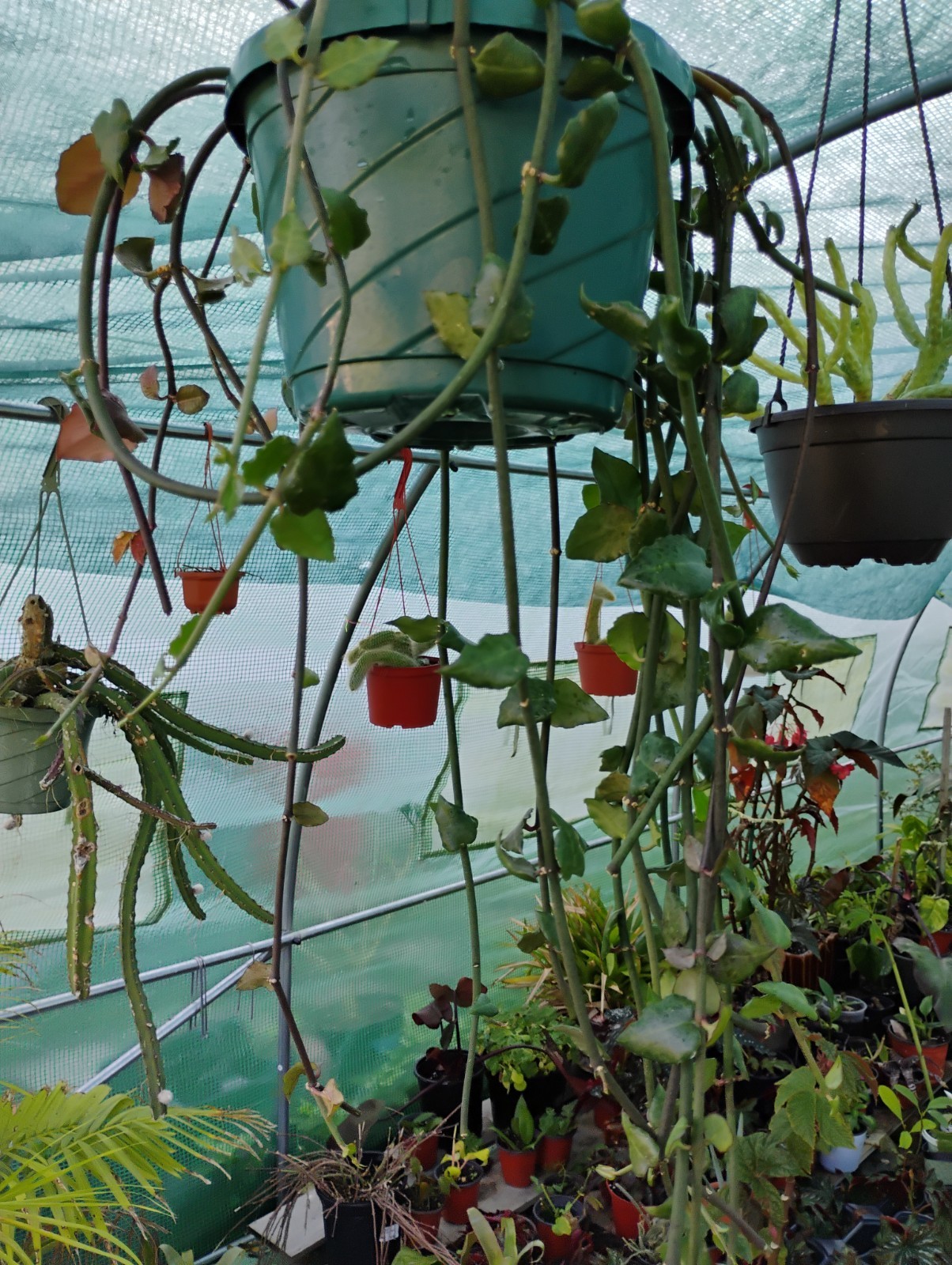 Ceropegia Sandersonii 8″ Pot – Well Rooted! Parachute Plant