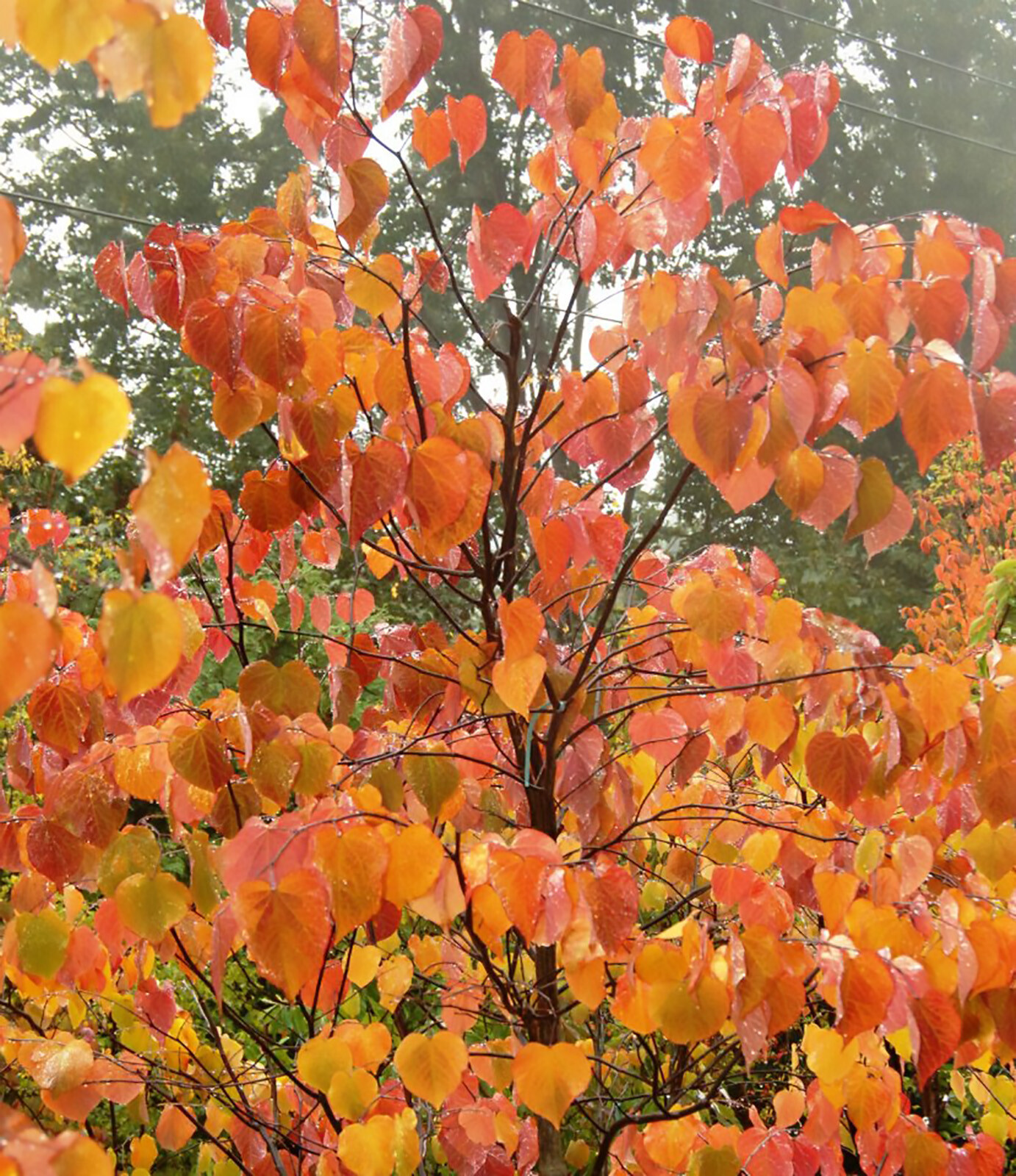 Eastern Red Bud, Cercis Canadensis Tree Seeds