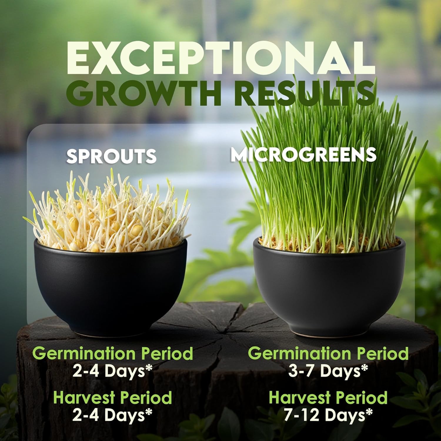 Organic Wheat Grass Seeds – Non-GMO, Cat Grass Treats Sprouting Seeds – Resea…