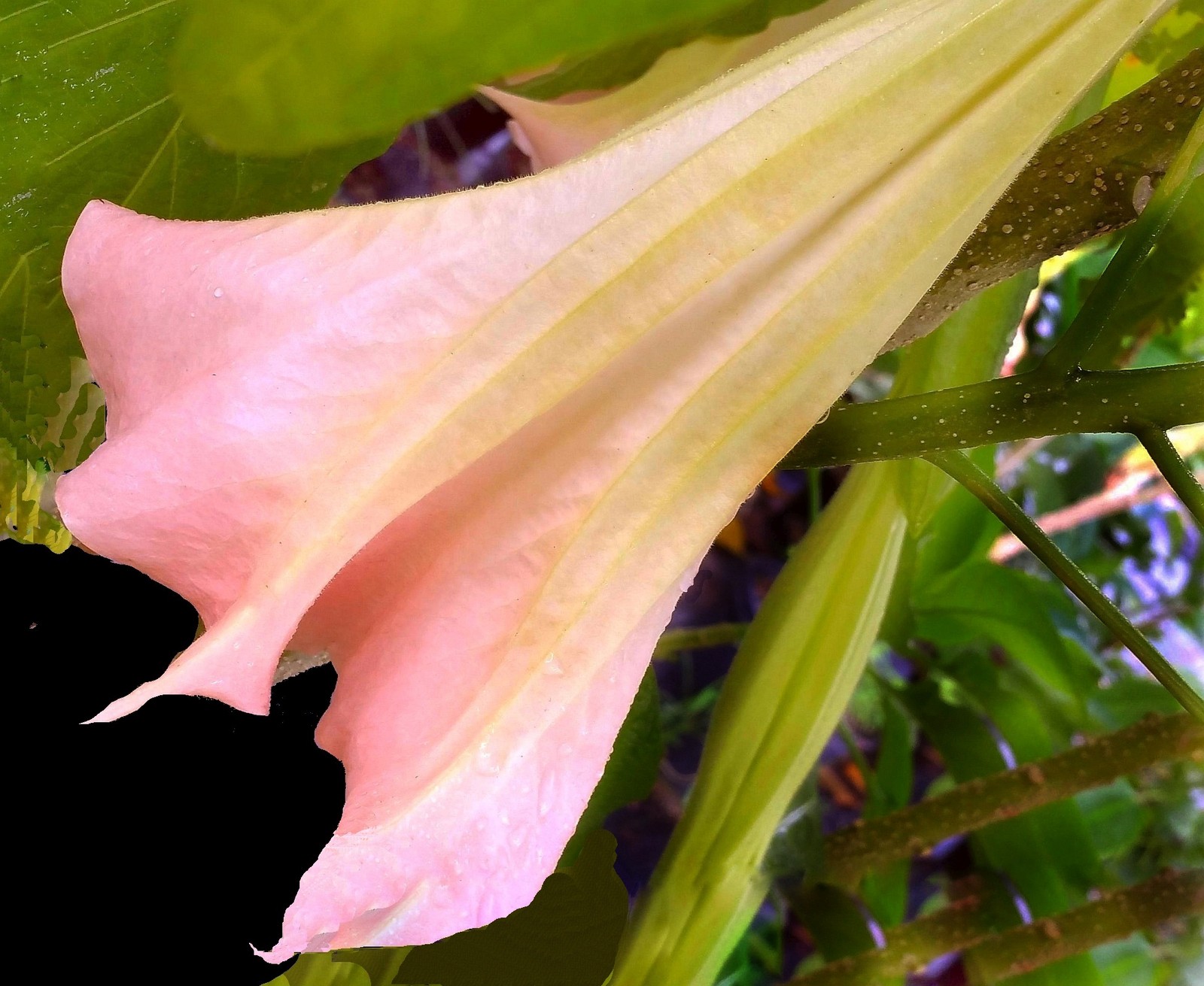 STRAWBERRY CREAM Brugmansia Angel Trumpet Plant Peach Pink Fragrant Bloom