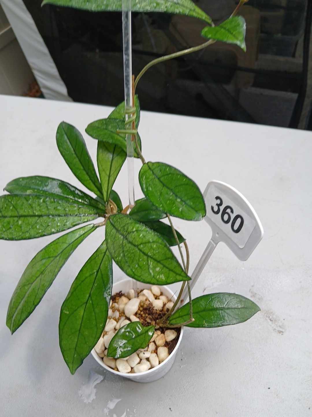 #360- Hoya CRASSIPETIOLATA Green LIVE PLANT,