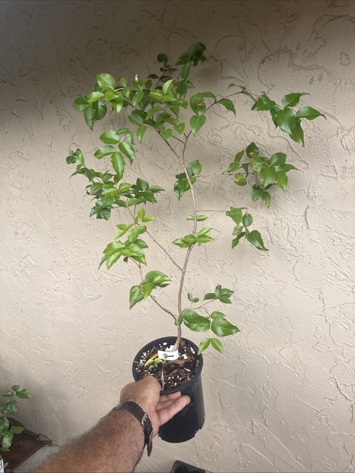 Eugenia uniflora ‘Dwarf Orange’ – Huge Seedling – Fruiting Size