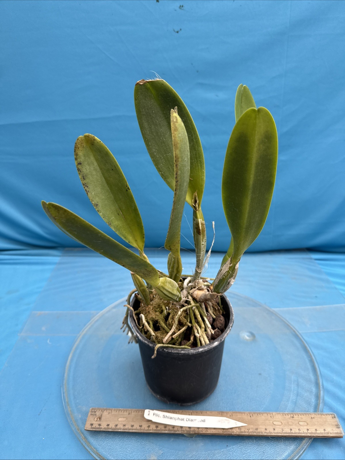 Cattleya Rlc Shinaphat Diamond White Yellow BS Orchid With Sheath 5.5” Pot