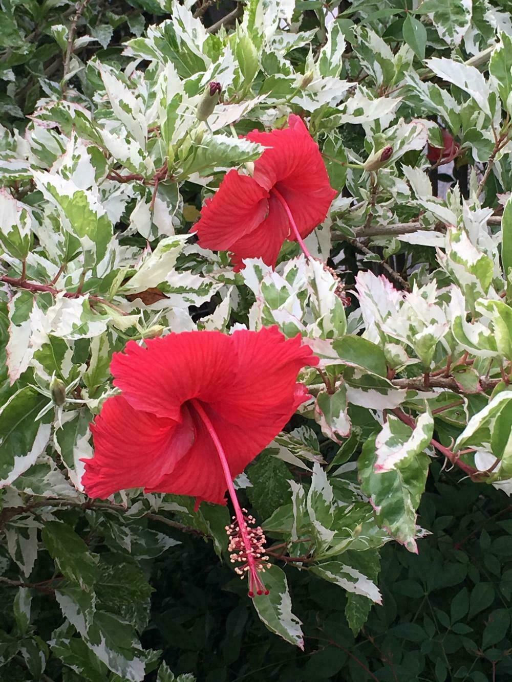 SNOW QUEEN Tropical Hibiscus Plant Variegated Green White Leaves and Red Flower