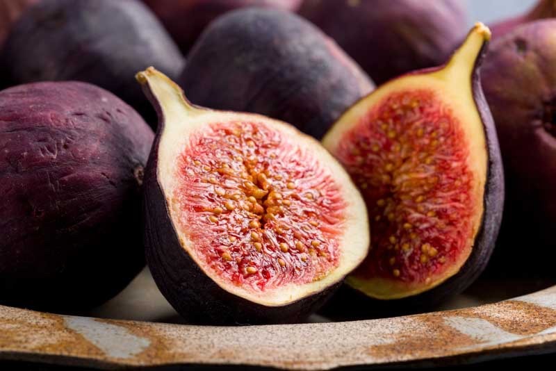 3 Violette de Bordeaux Fig Tree Ficus carica Starter Plug