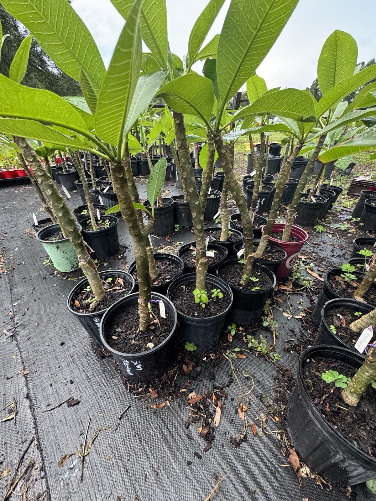 Plumeria (Frangipani) ‘PK Lucky Purple’ Grafted w/roots