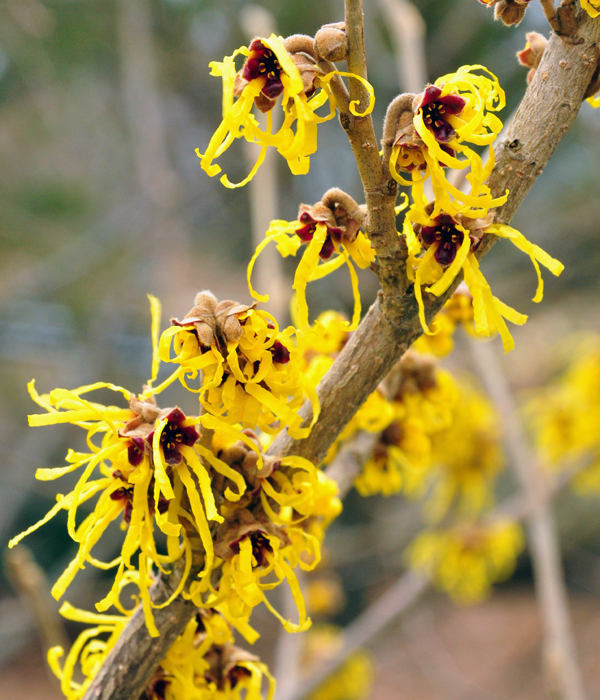 10 PALLIDA WITCH HAZEL SEEDS – Hamamelus mollis “Pallida”