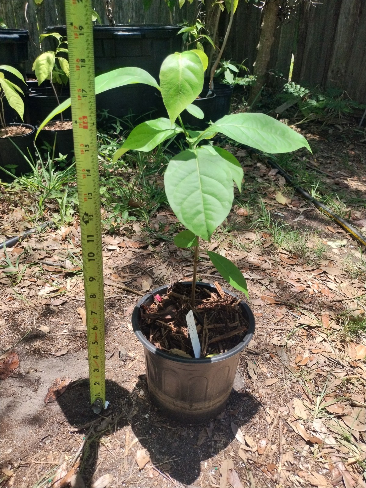 Rare South American Vine, Banisteriopsis C. Plant #2