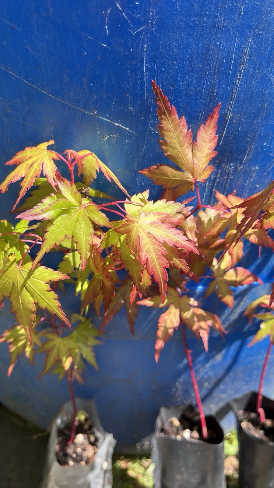 6-12″ tall Acer palmatum ‘Winter Red’ Coral Bark Japanese Maple 1 year old